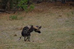 A wild dog crouched mid-motion, ears up, about to spring