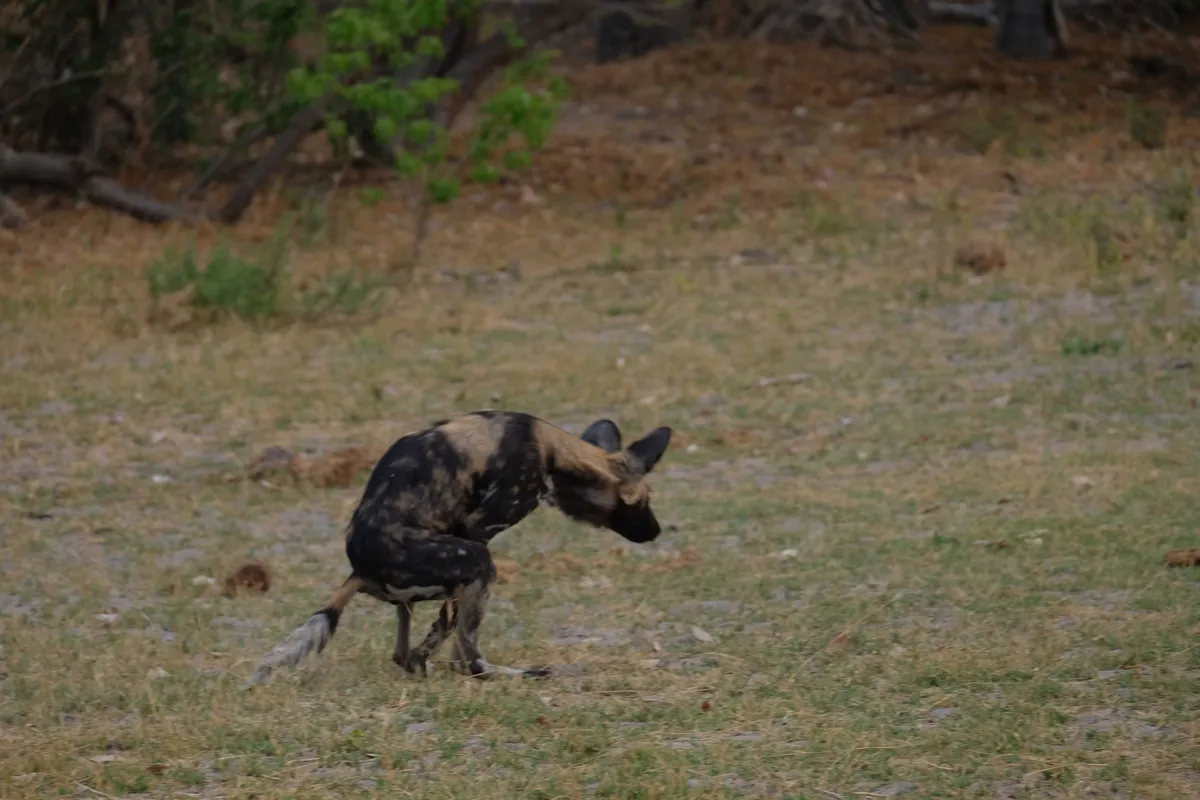 A wild dog crouched mid-motion, ears up, about to spring