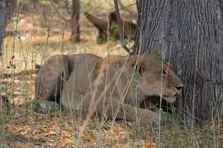 A lioness crouched low in the grass by a tree trunk, watching intently