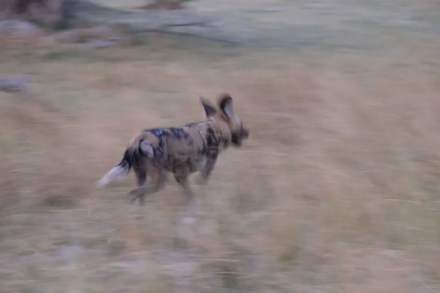 A wild dog running, motion-blurred
