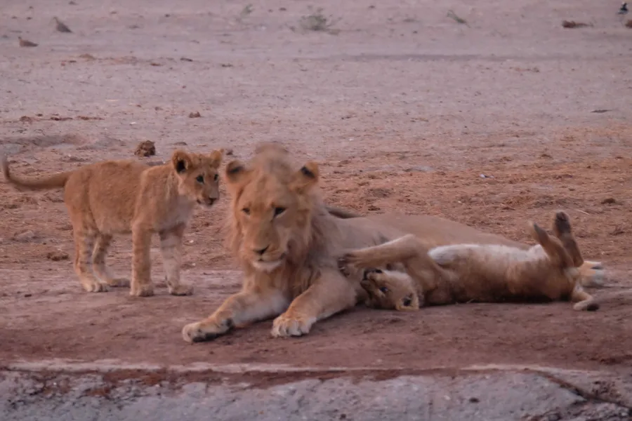A lion lying down with a cub playfully draped over him, another cub approaching