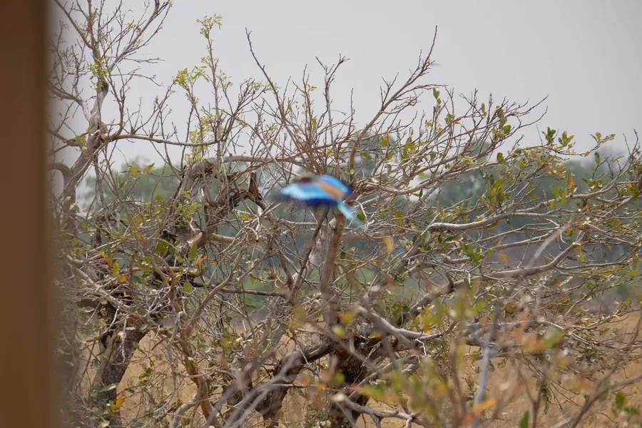A roller mid-flight, wings a blur of blue